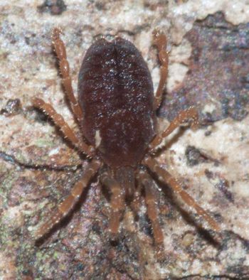 Media type: image;   Invertebrate Zoology 134644 Description: insitu image;